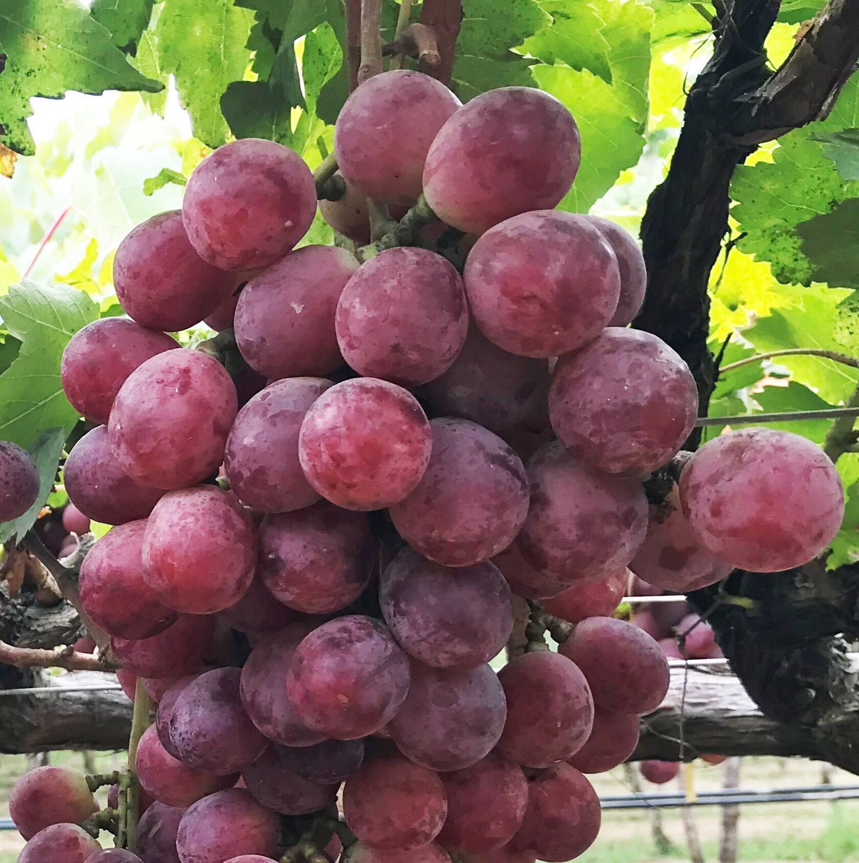 Awe Sum Organics Organic Fair Trade Certified Grapes from Mexico